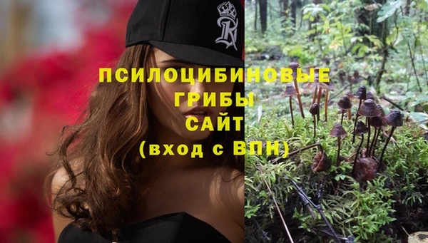 хмурый Аркадак